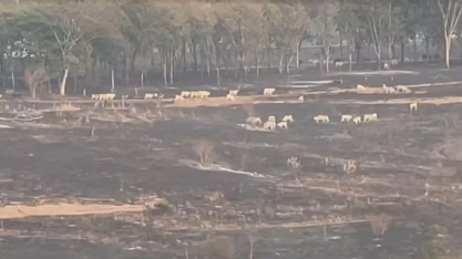Incêndio atinge mil hectares de pastagem, cana-de-açúcar e área de preservação ambiental no interior de SP; trabalho de combate às chamas continua