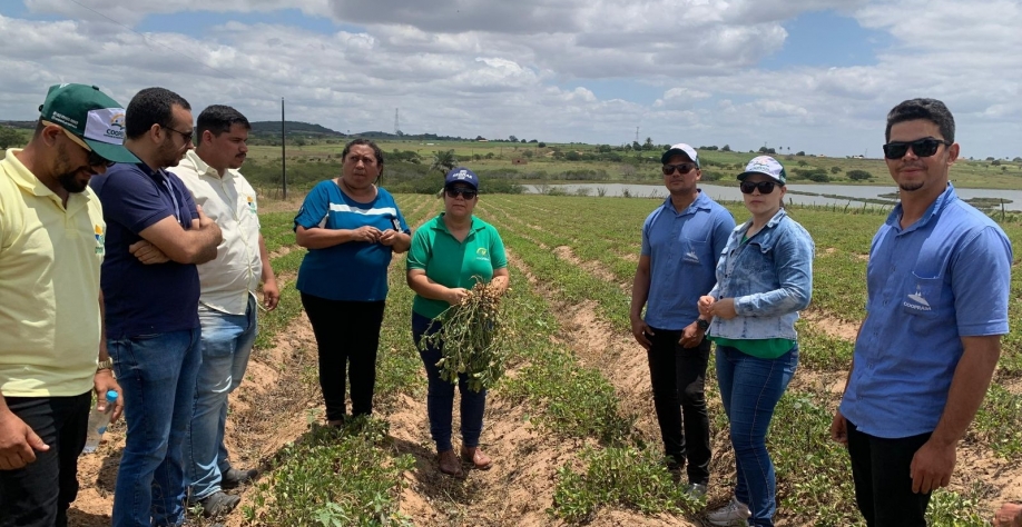 Cooperativas compartilham variedade de amendoim em Dia de Campo - Foto: Assessoria