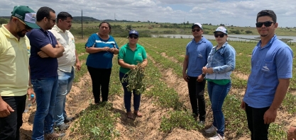 Cooperativas compartilham variedade de amendoim em Dia de Campo