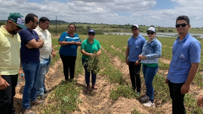 Cooperativas compartilham variedade de amendoim em Dia de Campo