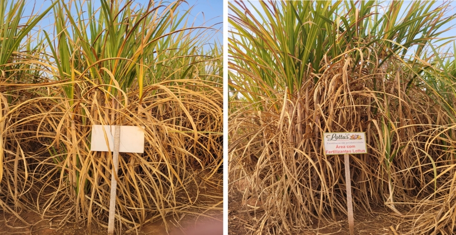 Comparativo atesta eficiência do protocolo desenvolvido pela Lottus BioSoluções. Foto: Divulgação Lottus