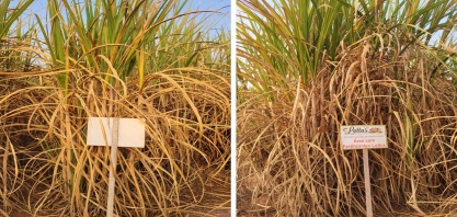 Manejo nutricional revitaliza soqueiras sem replantio ou irrigação. Incremento de produtividade pode chegar a 25% por corte