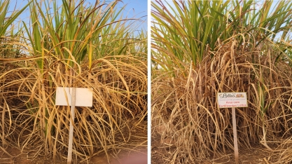 Manejo nutricional revitaliza soqueiras sem replantio ou irrigação. Incremento de produtividade pode chegar a 25% por corte