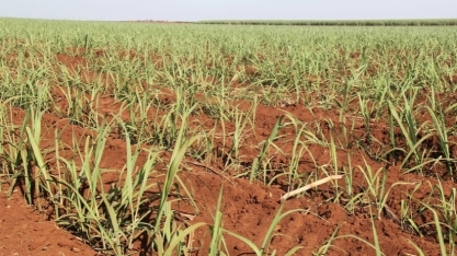 1º CanaShow Alagoas marca a história do setor bioenergético