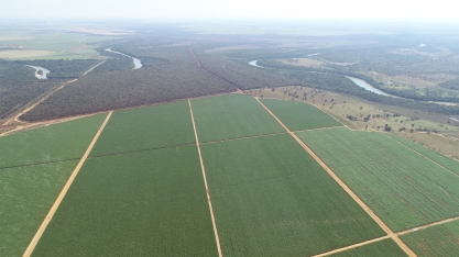 Áreas de Salvamento passam por mudanças e dão lugar à irrigação plena por gotejamento em canaviais nordestinos