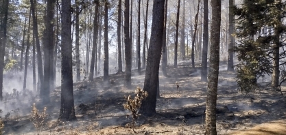 Produtores paulistas sofrem com destruição na cana e no seringal causada pelos incêndios