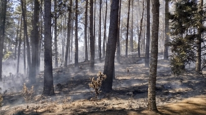 Produtores paulistas sofrem com destruição na cana e no seringal causada pelos incêndios