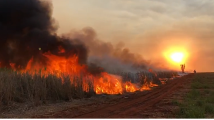 Incêndio/Canaoeste: 658,6 mil hectares foram queimados em SP em agosto, metade em apenas 1 dia
