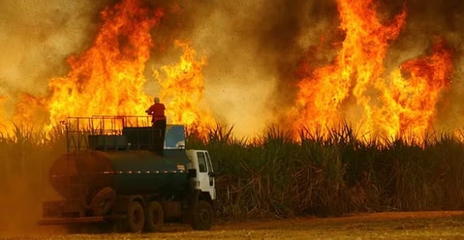 Dimensão do impacto na produção da próxima safra é imprevisível, já que os incêndios continuam acontecendo — Foto: Unica/Divulgação