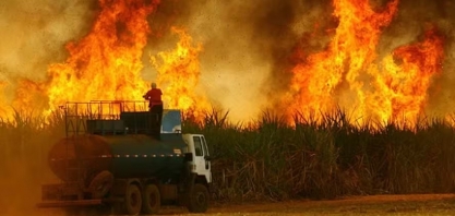 Incêndios deste ano em SP são risco também para safras futuras de cana
