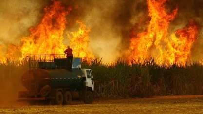 Incêndios deste ano em SP são risco também para safras futuras de cana