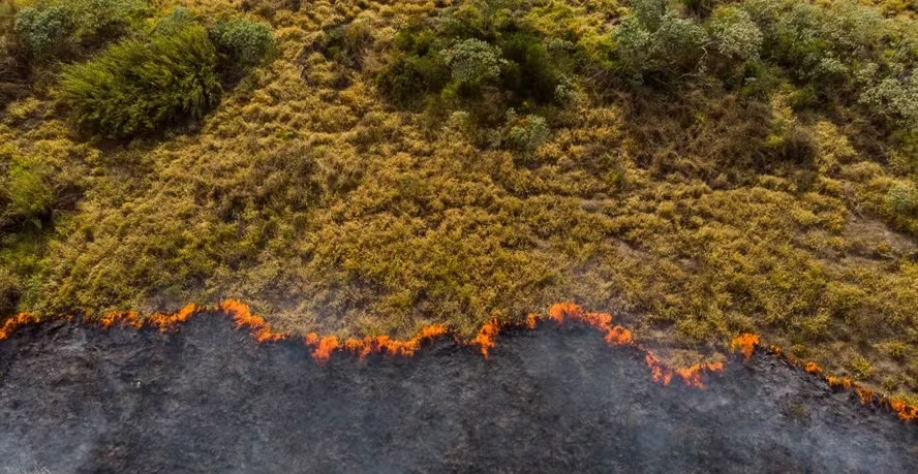 Estados com maiores impactos foram São Paulo, Mato Grosso, Pará e Mato Grosso do Sul — Foto: Canva/Creative Commoms