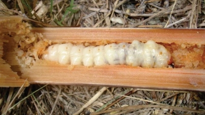 A broca-gigante desafia à natureza e os pesquisadores