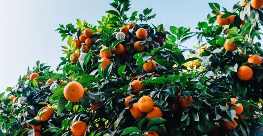 laranja-laranjeira (Foto: Unsplash/Creative Commons) — Foto: Unsplash/Creative Commons