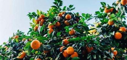 Fundecitrus corta estimativa de safra de laranja em 7% por causa da seca