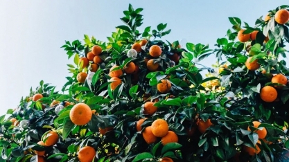 Fundecitrus corta estimativa de safra de laranja em 7% por causa da seca