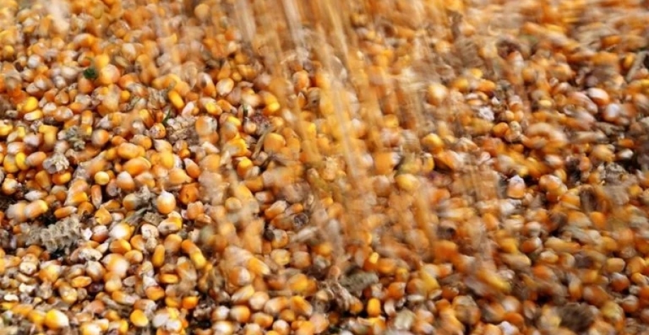 Grãos de milho. Reuters