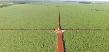 Bioinsumos na produção de cana-de-açúcar, um caminho sustentável e econômico?