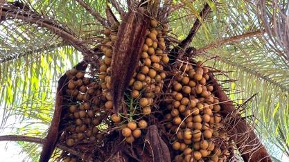 Biorrefinaria da Acelen pode posicionar o Brasil na vanguarda da descarbonização global, diz diretor