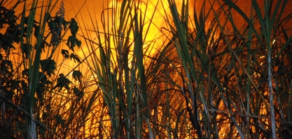 O fantasma da queima da cana não voltará!