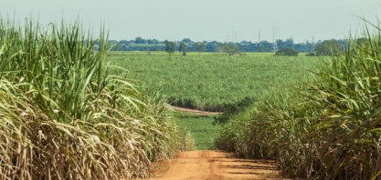 Déficit hídrico na cana-de-açúcar supera 1.000 mm nesta safra, alerta CTC