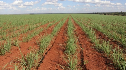 A agrônoma tcheca que revolucionou a agricultura brasileira em 1960 – e 'fixou' sua marca no solo