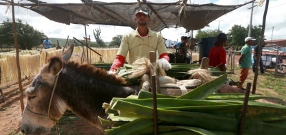 Etanol feito com sisal pode mudar realidade de produtores