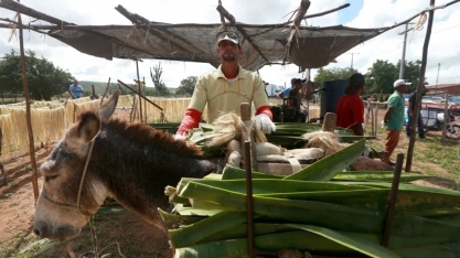Etanol feito com sisal pode mudar realidade de produtores