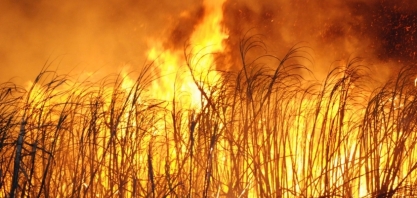 Cana/CTC/Natália Calori: Cerca de 400 mil hectares foram queimados na 2ª quinzena de agosto
