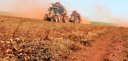 Cadeia produtiva do amendoim debate propostas para alteração na norma de produção e comercialização de sementes
