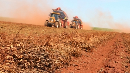 Cadeia produtiva do amendoim debate propostas para alteração na norma de produção e comercialização de sementes