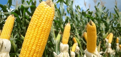 Margem bruta das usinas de etanol de milho em Mato Grosso cai 12,16% na primeira quinzena de setembro