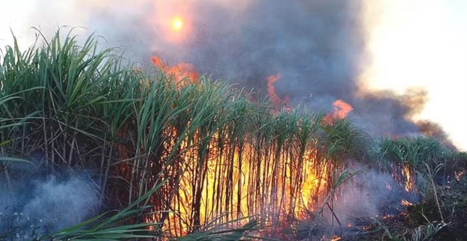 Lavouras de cana-de-açúcar estão entre as mais atingidas pelos incêndios no interior paulista — Foto: Divulgação/Nitro