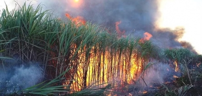 Federação discute a volta da 