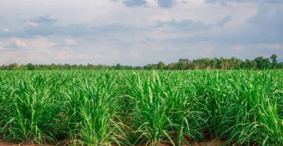 Plantio de cana vai demorar para voltar ao normal, diz especialista. Getty