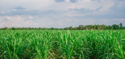 Hedgepoint vê possível recuperação da safra de cana do centro-sul em 2025/26