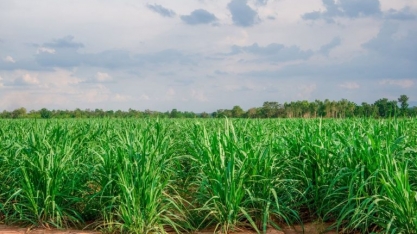 Hedgepoint vê possível recuperação da safra de cana do centro-sul em 2025/26