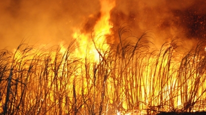 Queimadas em canaviais paulistas atingiram 100 mil hectares, estima Orplana