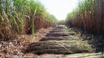 Sistemas integrados cana-grãos potencializam a pegada de carbono favorável dos grãos