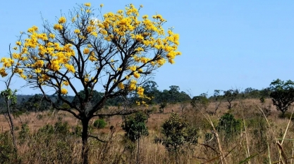 Goiás cria programa para remunerar produtores por preservação do Cerrado