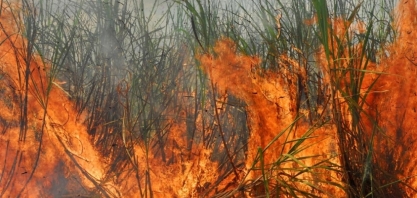 Incêndios atingiram 414 mil hectares de cana no Brasil, diz Orplana
