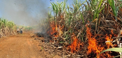 Incêndios e seca faz chover incertezas para safras de açúcar e etanol; ‘Perdas podem superar 470 mil toneladas’