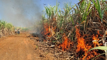 Incêndios e seca faz chover incertezas para safras de açúcar e etanol; ‘Perdas podem superar 470 mil toneladas’