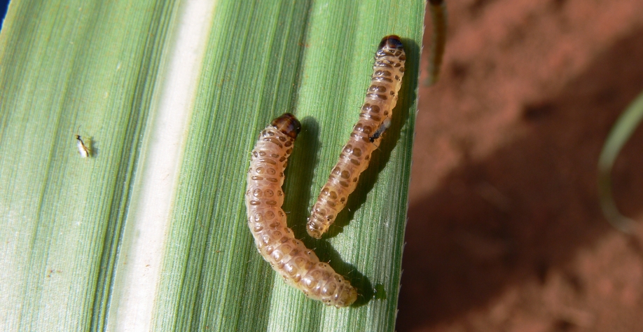A vespa Cotesia flavipes parasitando a larva da Diatraea saccharalis, isso acontece no Brasil em 4 milhões de hectares com cana. Crédito: Leontino Balbo Júnior