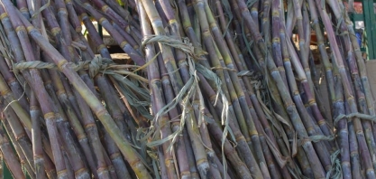 Mapa remaneja recursos do Plano Safra para financiamento do replantio de cana-de-açúcar