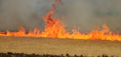 O que acontece quando o fogo atinge o solo de uma lavoura? ‘Pode levar 3 anos para recuperar’
