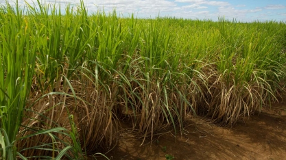 Stonex Projeta Queda de 3,2% na Moagem de Cana do Centro-sul em 2025/26