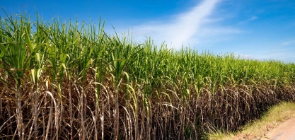 Etanol: 2 países são líderes mundiais em produção do biocombustível; 1 deles é o Brasil