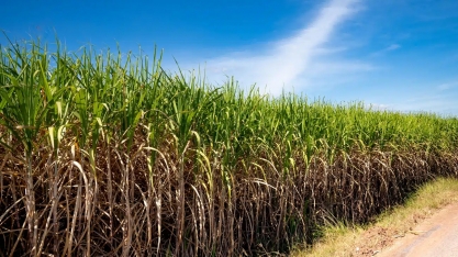Etanol: 2 países são líderes mundiais em produção do biocombustível; 1 deles é o Brasil