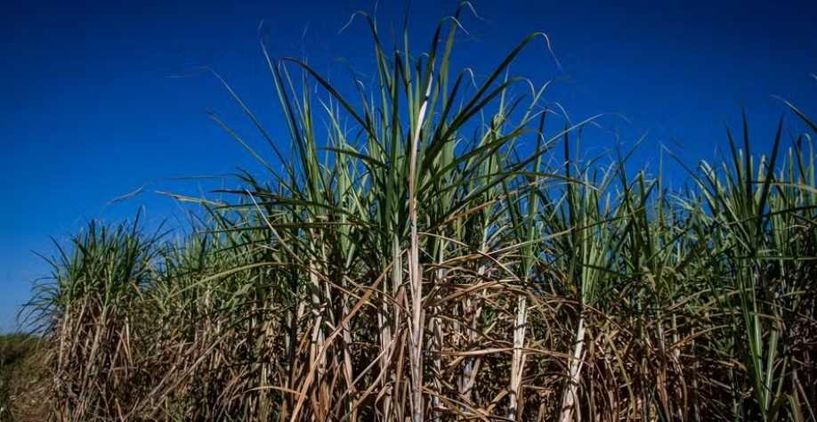 Menor produtividade dos canaviais diminui a disponibilidade de açúcar — Foto: Wenderson Araújo/CNA